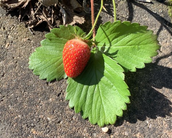 Paver strawberry