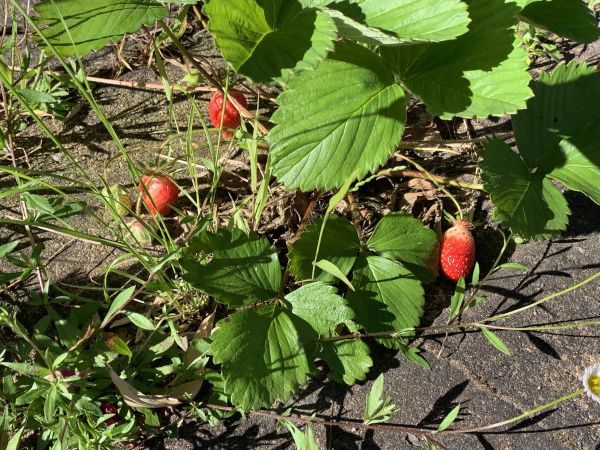 Paver strawberry