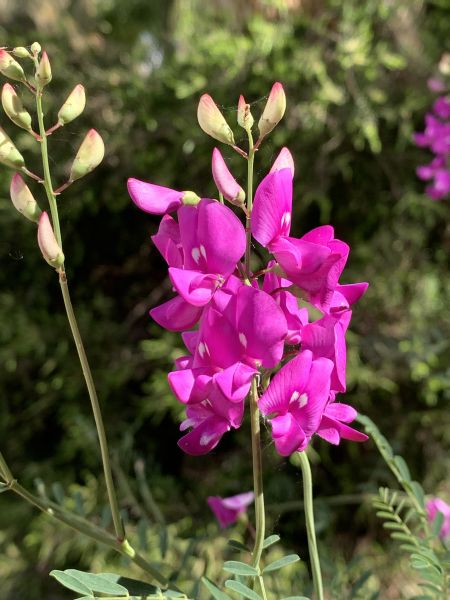 Pink peas