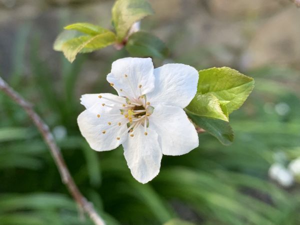 Plum blossom