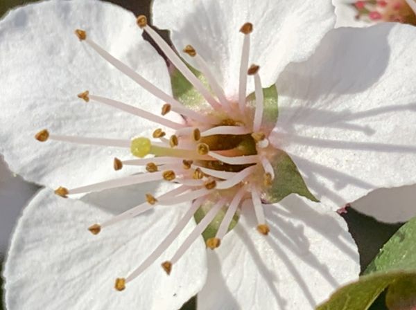 Plum blossom