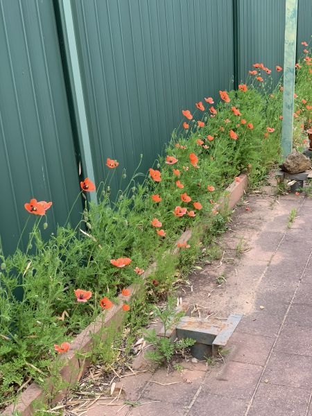 Poppies - Lest we Forget