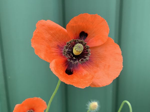 Poppies - Lest we Forget