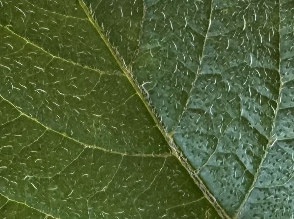 Potato leaf macro
