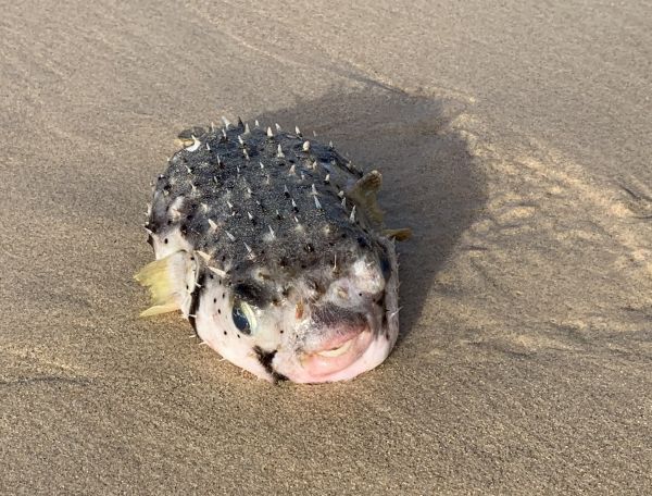 Puffer fish at Kioloa