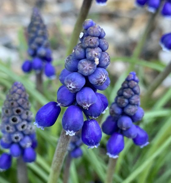 Purple flowers