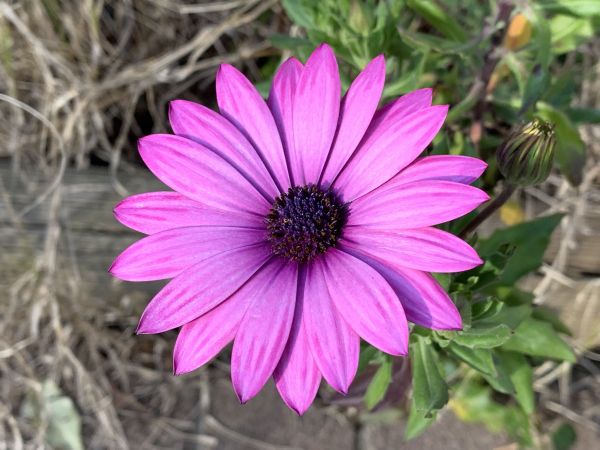 Purple to make me smile