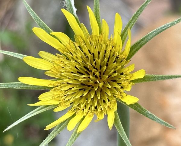 Another dandelion