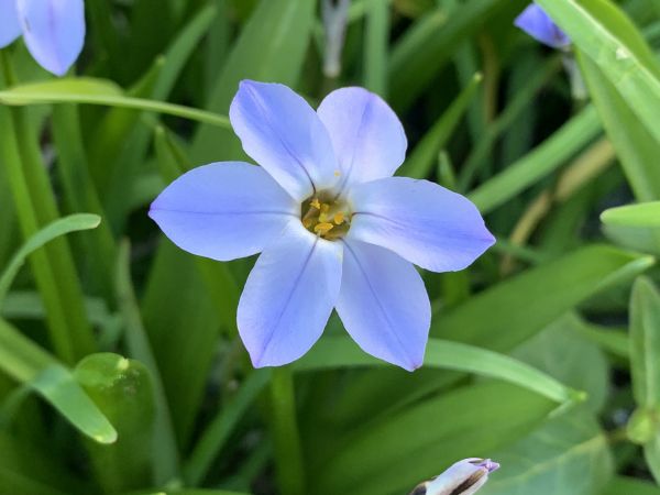 Random purple flower