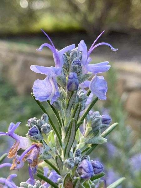 Rosemary
