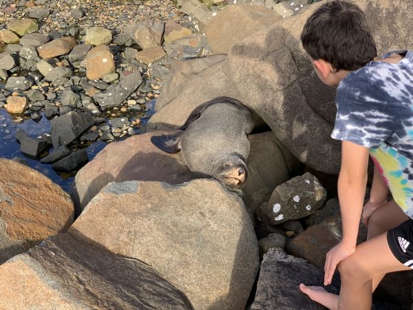 Seal at Kioloa