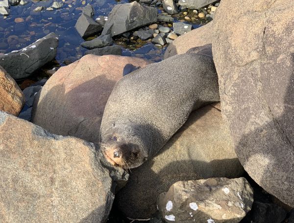 Seal at Kioloa