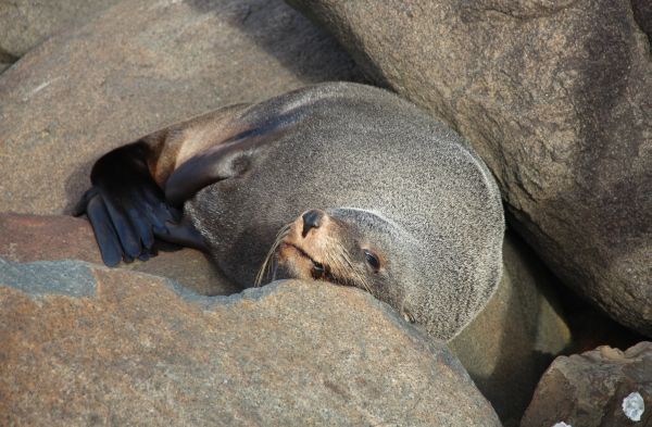 Seal at Kioloa