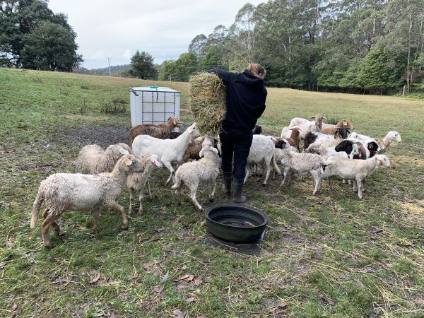 Sheep feeding