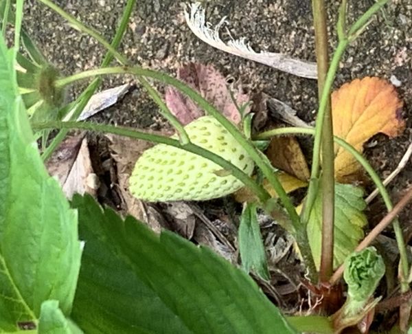 Snail food