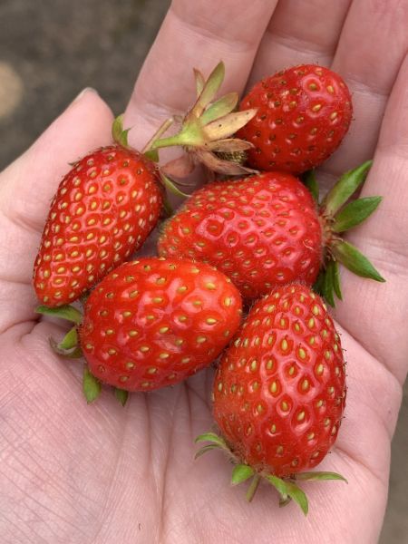 Strawberry haul