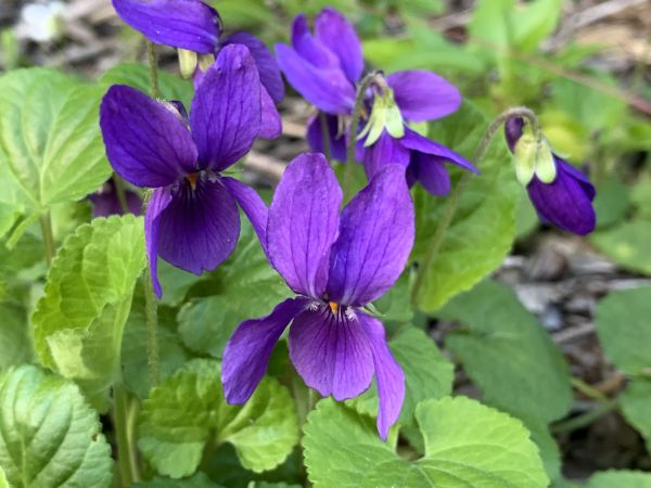 Violets