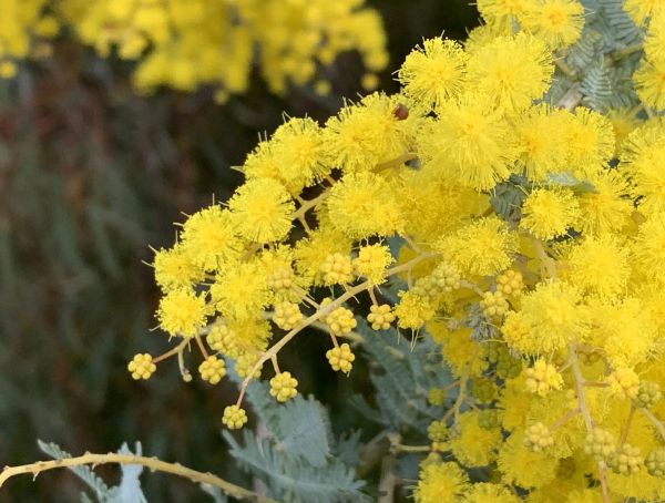 Wattle