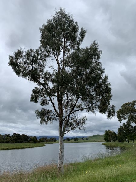 West Belconnen Pond