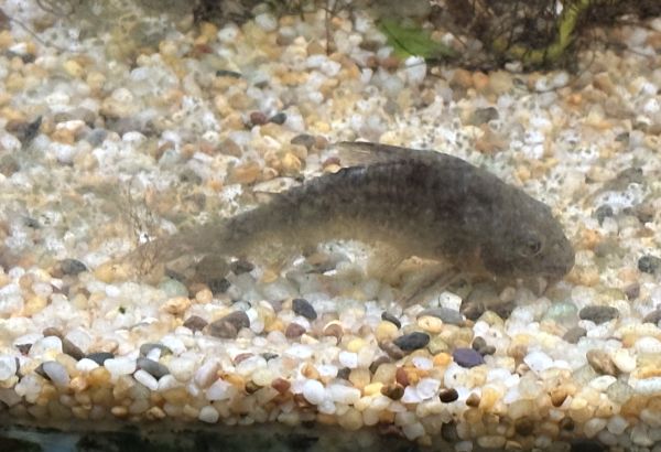 Ancient cory