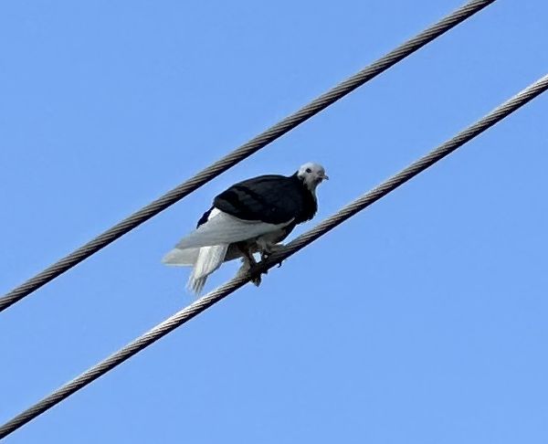 Bird on a wire