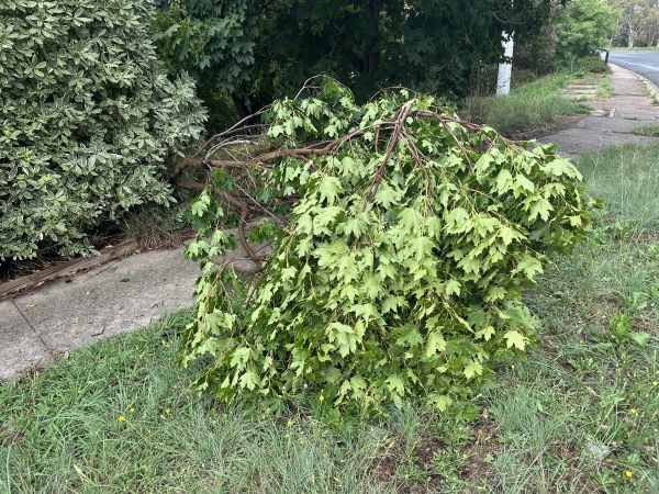 Branch down