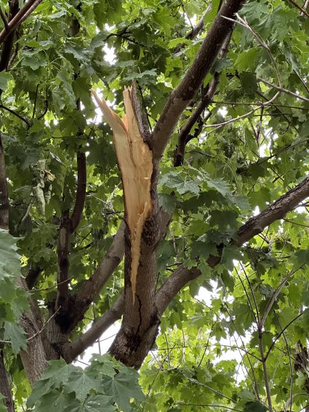 Branch remnant