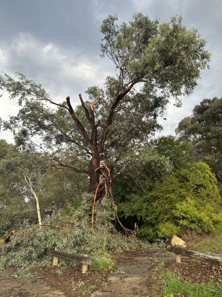 Branches down