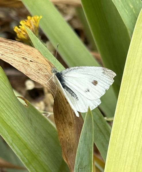 Cabbage moth