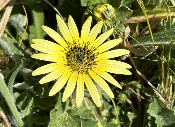 Cape weed flower