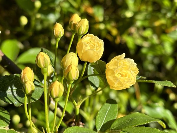 Climbing rose