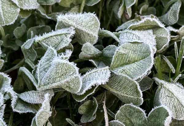 Clover frost