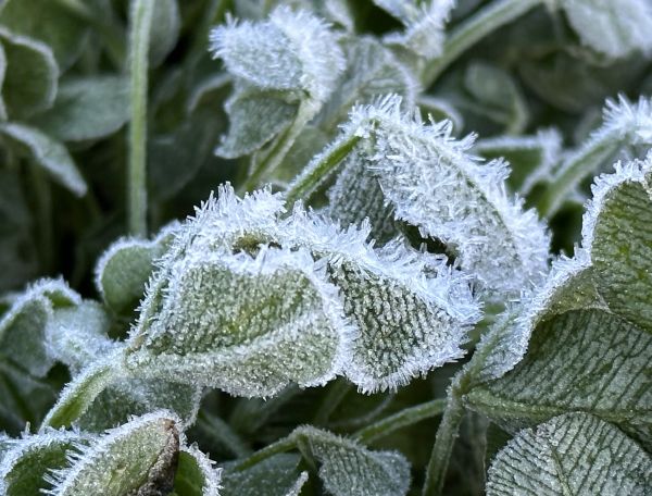 Clover frost