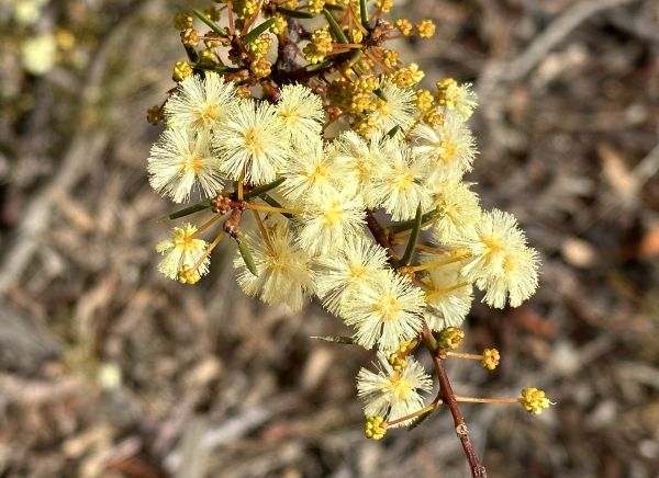 Early wattle