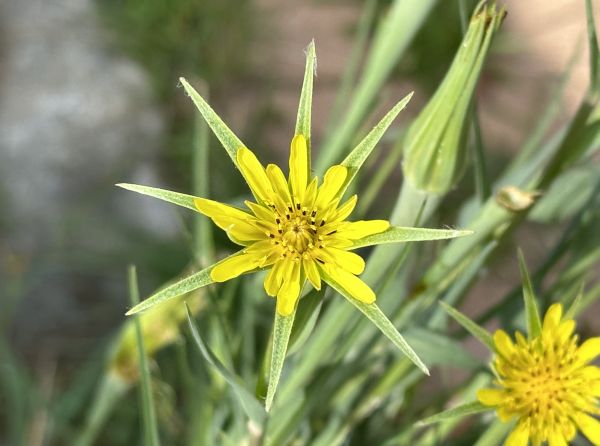 Epic dandelion