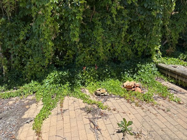 Garden ridiculousness