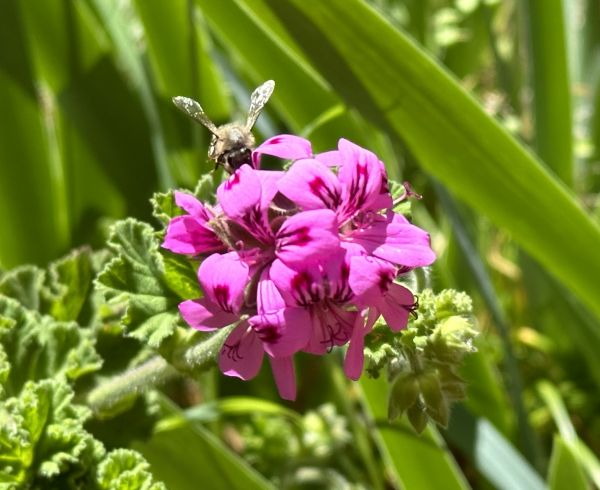 Geranium and bee