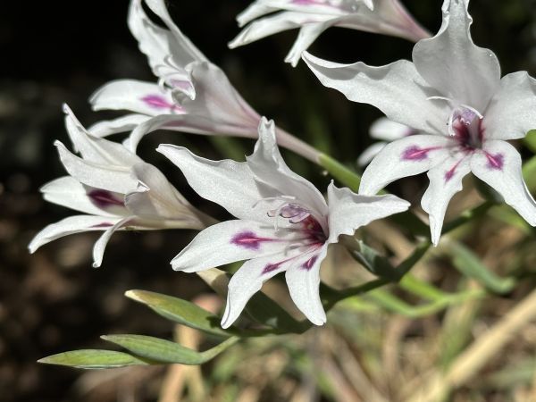 Gladiolis