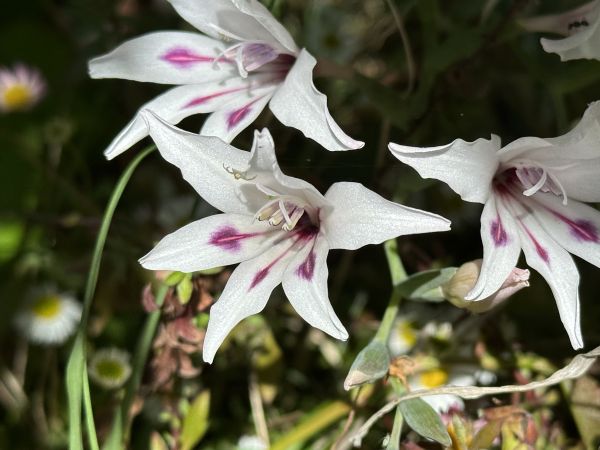 Gladiolis