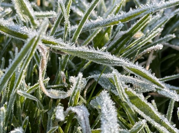 Grass frost