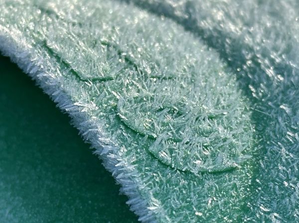 Bin frost