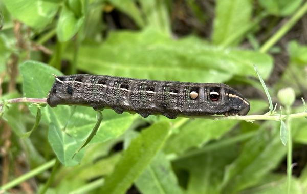 Huge caterpillar