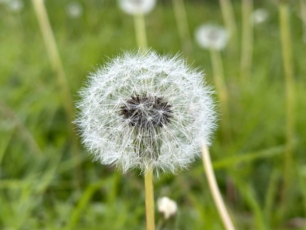 Dandelion