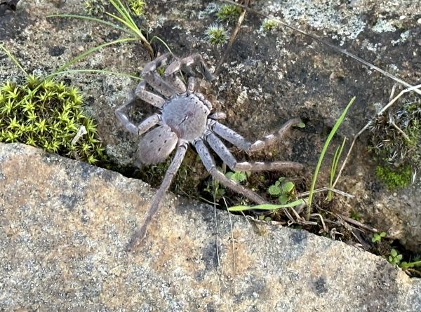 Huntsman