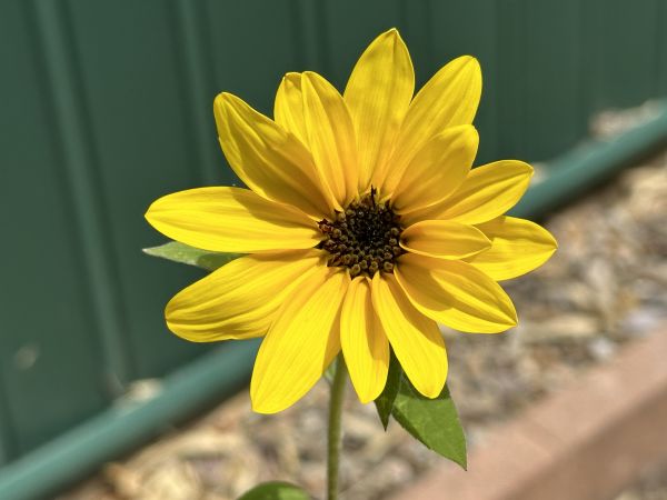 Mini sunflower