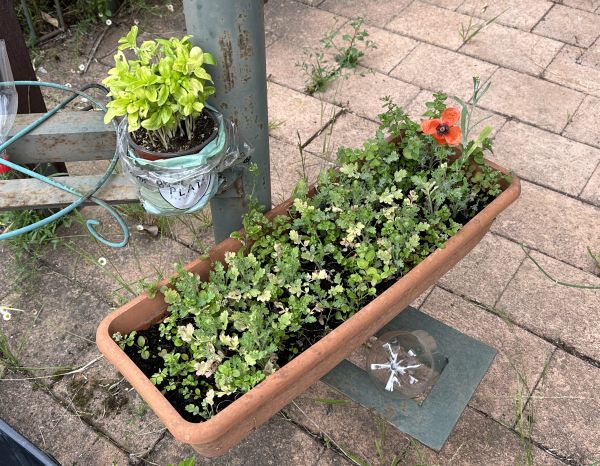 Mint poppies