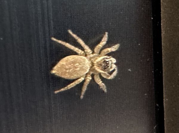 Monitor spider