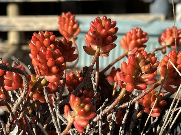Mystery plant
