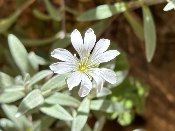 Mystery white flowers