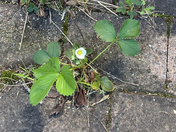 Paver weeds